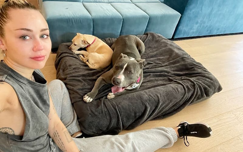 Miley Cyrus Rescues Pit Bull From The Streets & Names It Angel