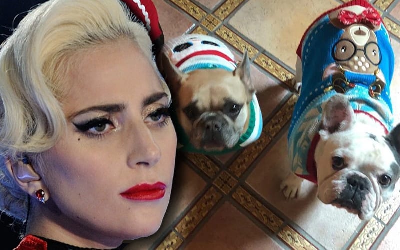 Lady Gaga’s Dogs Might Have Been Targeted For A Different Reason