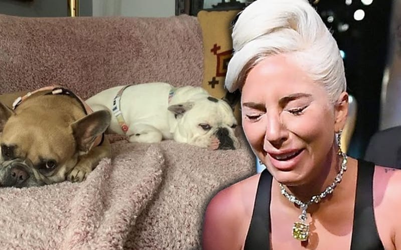 Lady Gaga Says ‘My Heart Is Sick’ After Theft Of Her French Bulldogs
