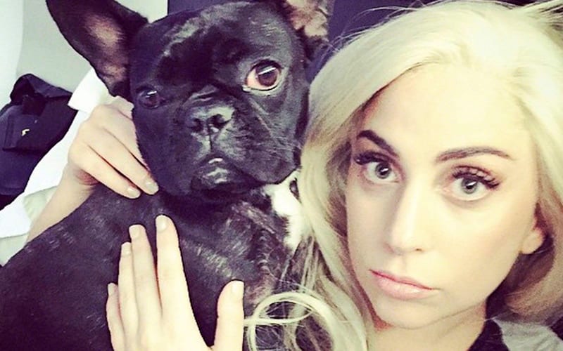 Lady Gaga’s Dogs STOLEN After Dog Walker Was Shot