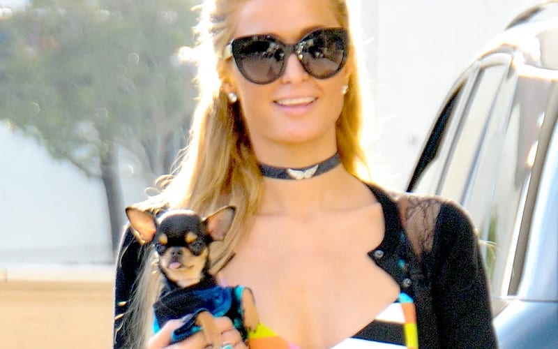 Paris Hilton Spends Over $5000 on An Hermès Kelly Bag for Her Puppy!