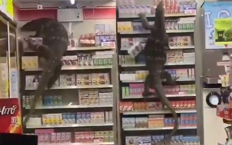 Giant Lizard Breaks Into A 7-Eleven To Get Some Snacks