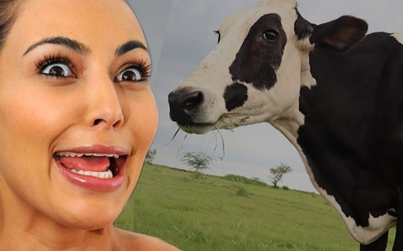 PETA Names Rescued Cow After Kim Kardashian — ‘Cow Kardashian’