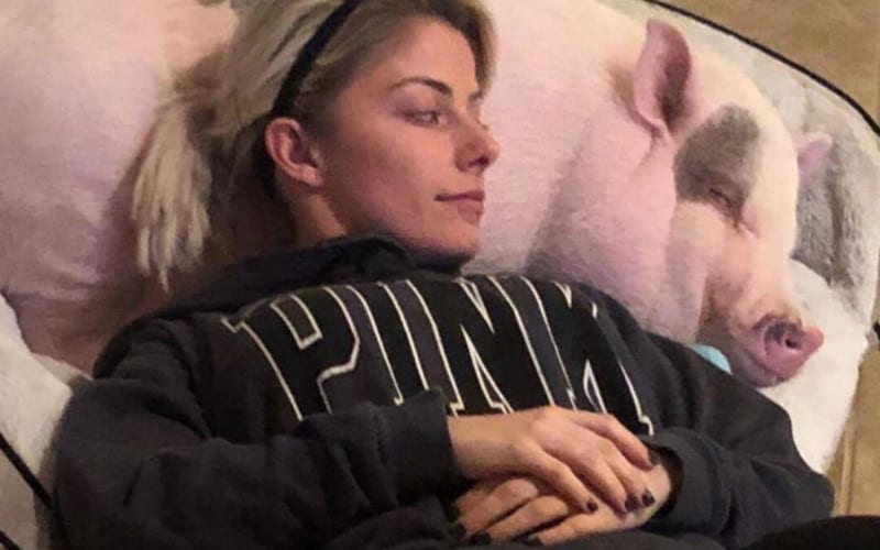 Alexa Bliss Starting Pig Rescue In Memory Of Larry Steve