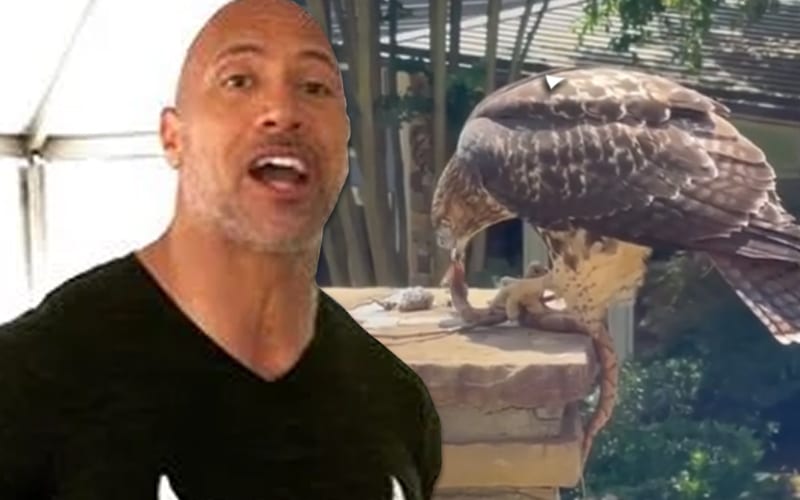 The Rock Stopped From Working Out By Hungry Hawk