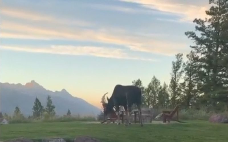 Moose Invades Tyler Perry’s Backyard