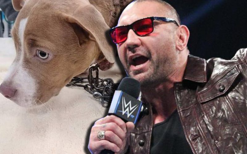 Batista Offers Big Money For Arrest Of Dog Abusers