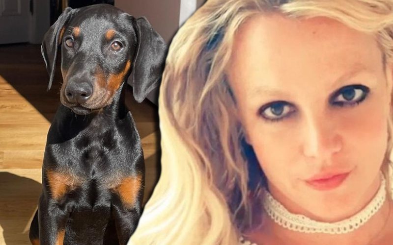 Britney Spears’ Fiancé Gets Her A Puppy For Security