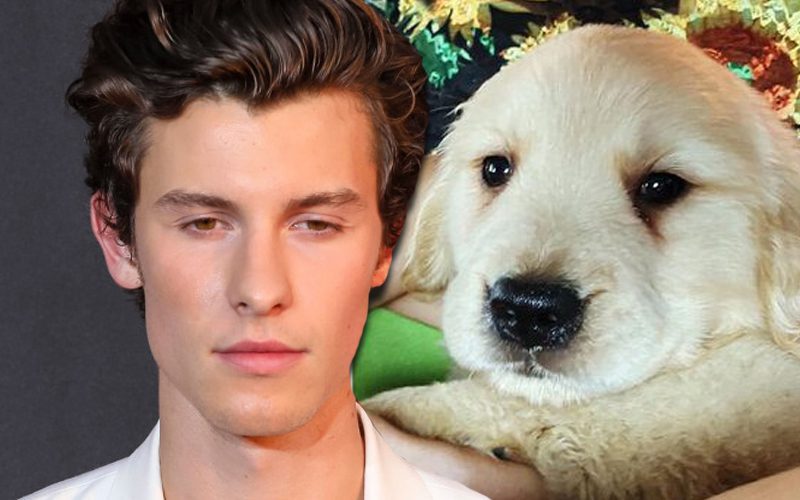 Shawn Mendes Is Upset After Losing Dog In Camila Cabello Split