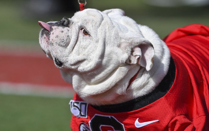 Georgia Bulldogs Mascot Urinates On Artificial Turf Field Before SEC Championship Game