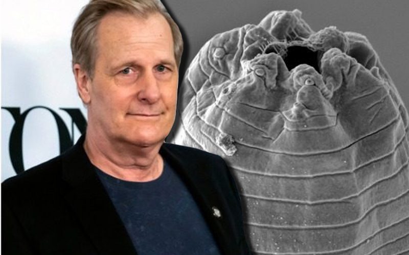 Researchers Name New Parasitic Worm In Honor Of Jeff Daniels