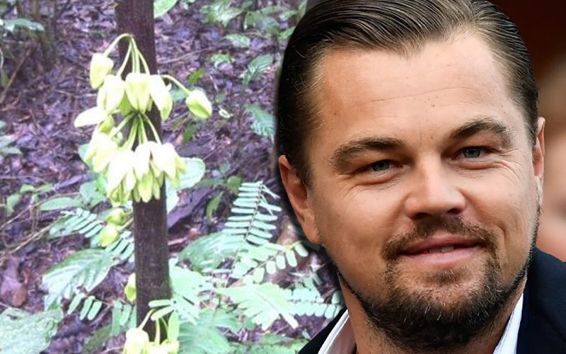 Leonardo DiCaprio Gets His Own Rainforest Tree Named After Him