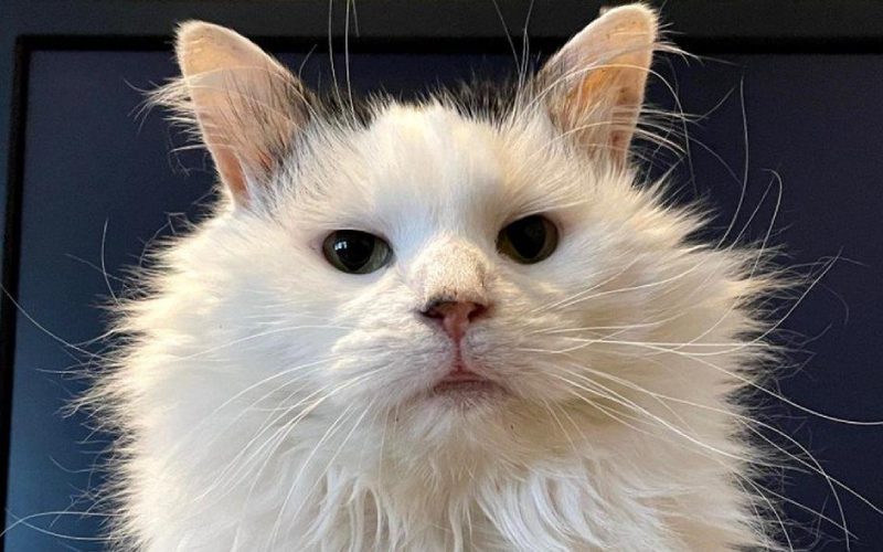 Famous TikTok Cat Pot Roast Dies Of Feline AIDS