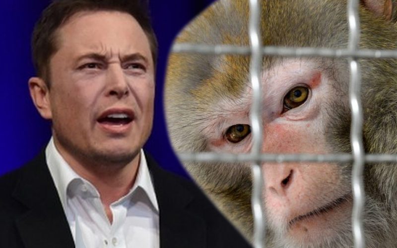 Monkeys With Elon Musk’s Neuralink Brain Chips Reportedly Died