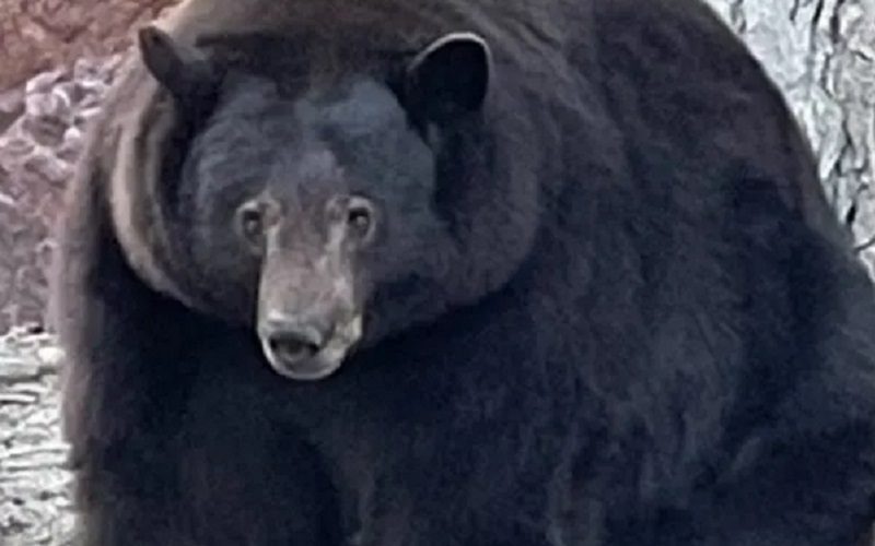 500 Pound Black Bear ‘Hank The Tank’ Terrorizing Lake Tahoe Neighborhood