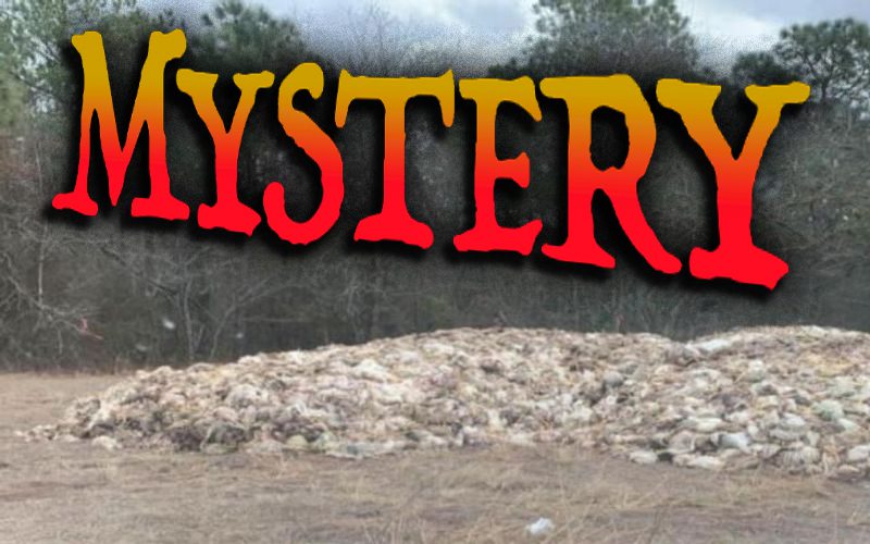 Police Stumped After Huge Pile Of 500 Dead Chickens Mysteriously Appears