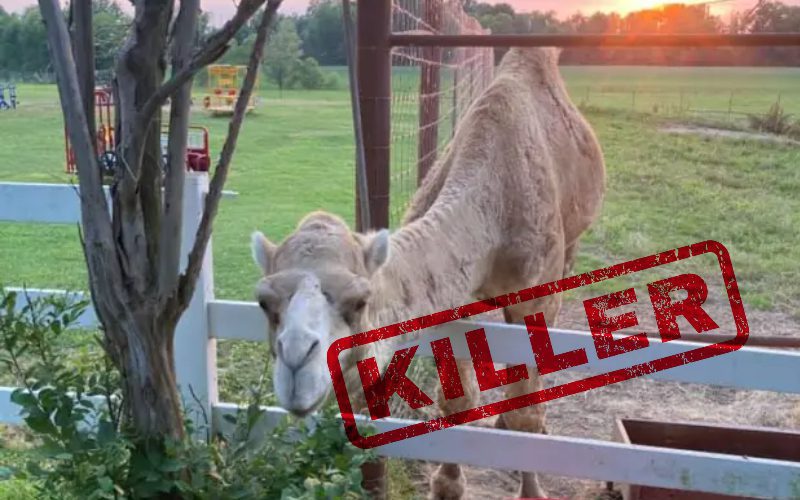 Camel Kills Two Friends In Front Of Families At Tennessee Petting Zoo