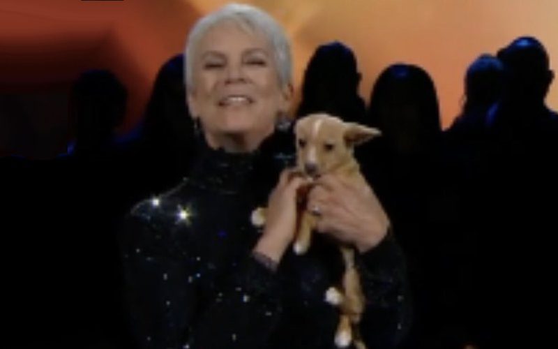 Jamie Lee Curtis Comes Clean About Weird Moment With Tiny Dog At The Oscars