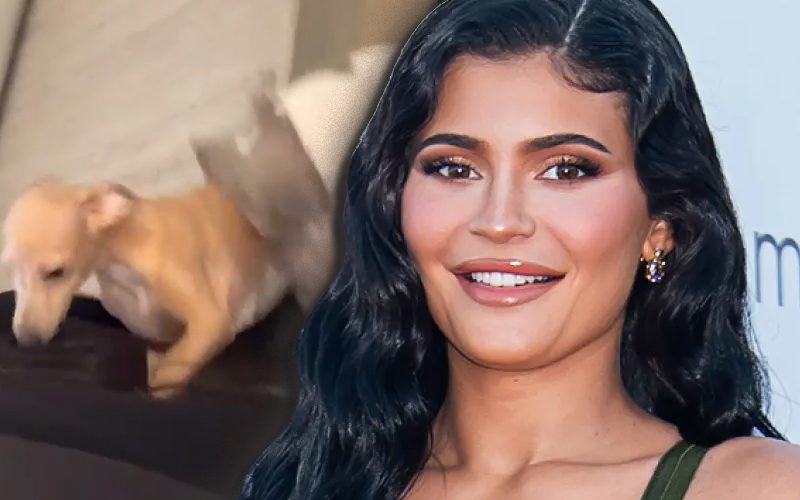 Kylie Jenner Attacked By Italian Greyhound Puppies In Hilarious Video