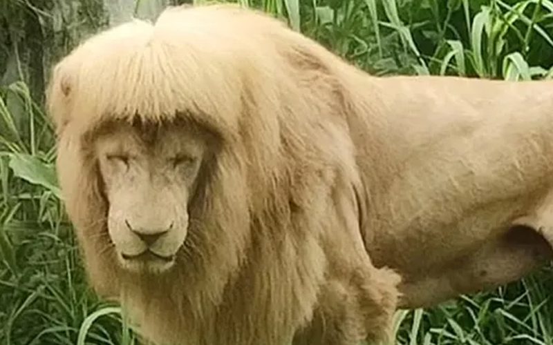 Lion’s Hilarious Mullet Haircut Leads To Controversy For Chinese Zoo