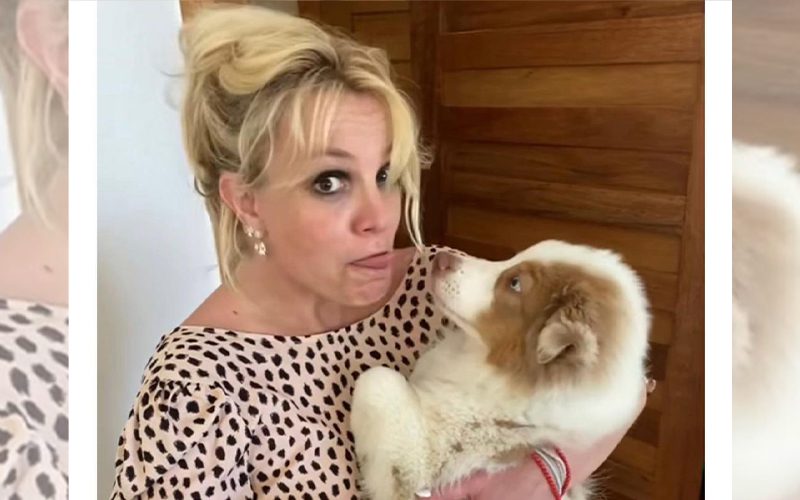 Britney Spears’ Security Team Concerned After She Bled All Over Her Dog Sawyer