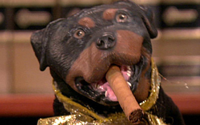 Triumph The Insult Comic Dog Skit Leads To ‘Late Show With Stephen Colbert’ Staffers’ Arrest