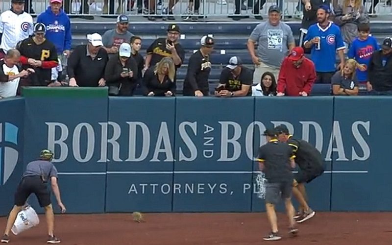 Renegade Squirrel Drives Pittsburgh Pirates Staff Nuts