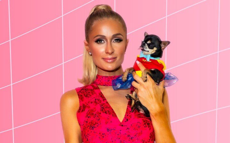 Paris Hilton Offers A Big Reward For Lost Chihuahua