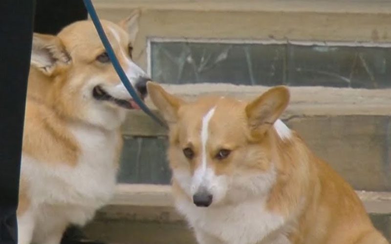 Queen Elizabeth II Was Surrounded By Her Beloved Corgis When She Passed Away