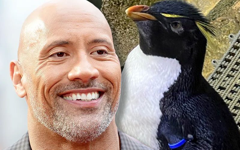 The Rock Reacts To Cincinnati Zoo Naming Penguin After Him
