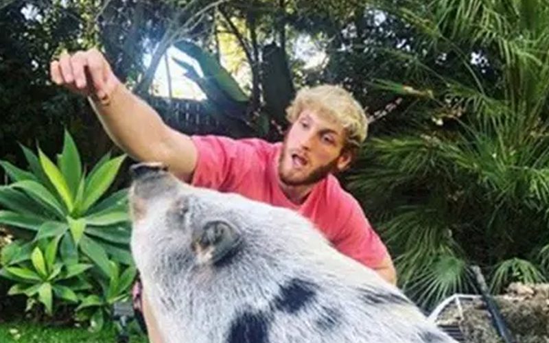 Logan Paul Grateful To Rescue Organization For Saving Pig That He Owned