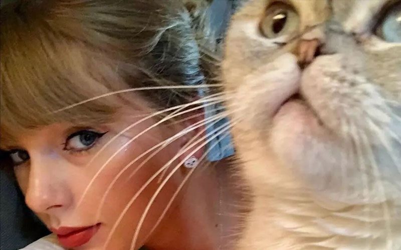 Taylor Swift’s Cat Olivia Benson Has a Net Worth of $97 Million